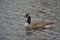 Swimming canada goose