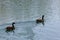 Swimming Canadian Geese