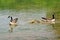 Swimming Canadian geese with goslings