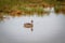 Swimming Cape teal.