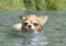 Swimming chihuahua in river