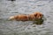 Swimming chow chow dog
