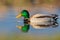 Swimming colorful mirrored male wild mallard duck anas platyrhynchos