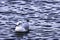 Swimming common gull in Bedfont Lakes Country Park