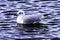 Swimming common gull in Bedfont Lakes Country Park