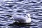 Swimming common gull in Bedfont Lakes Country Park