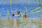 Swimming Common mallard male and female