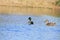 Swimming Common mallard male and female