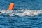 Swimming competition in the sea - Tellaro La Spezia Liguria Italy