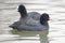 Swimming Coots Fulica atra Close up Eurasian Coots