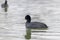 Swimming Coots Fulica atra Close up Eurasian Coots