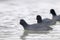 Swimming Coots Fulica atra Close up Eurasian Coots