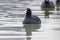 Swimming Coots Fulica atra Close up Eurasian Coots