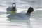 Swimming Coots Fulica atra Close up Eurasian Coots