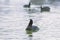 Swimming Coots Fulica atra Close up Eurasian Coots