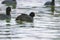 Swimming Coots Fulica atra Close up Eurasian Coots