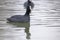 Swimming Coots Fulica atra Close up Eurasian Coots