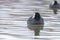 Swimming Coots Fulica atra Close up Eurasian Coots