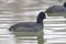 Swimming Coots Fulica atra Close up Eurasian Coots