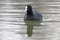 Swimming Coots Fulica atra Close up Eurasian Coots