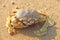 Swimming crab on the sand. Indian ocean