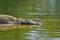 Swimming crocodile reflection