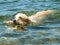 SWIMMING DOG