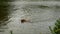 Swimming dog retrieving wooden branch. Young Golden retriever dog swimming