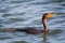 Swimming double breasted Cormorant bird, Phalacrocoracidae