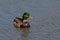 Swimming drake mallard - Anas platyrhynchos