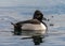 Swimming Drake Ring-necked Duck