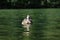 Swimming Duck