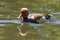 Swimming duck in a ittle pond or lake