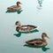 Swimming ducks