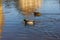 Swimming ducks on a christmas december afternoon river