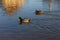 Swimming ducks on a christmas december afternoon river