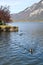 Swimming ducks on Hallstatt lake