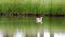 Swimming Egyptian geese in a dutch pond