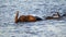 Swimming elephants in Chobe River