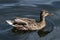 A swimming female duck, which the sun shines on in a pond with bright blue water