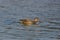 Swimming female gadwall duck Anas strepera