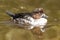 Swimming female tufted duck, changing it\'s plumage
