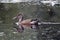 Swimming Gadwall duck in a pond