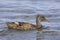 Swimming gadwall, Mareca strepera, duck female, portrait