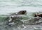 Swimming Galapagos Sea Lion