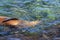 Swimming Galapagos Sea Lion