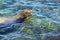 Swimming Galapagos Sea Lion