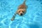 Swimming Golden Puppy in a Pool
