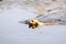 Swimming Golden retriever dog