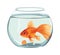 Swimming goldfish in fishbowl, aquatic pets decoration